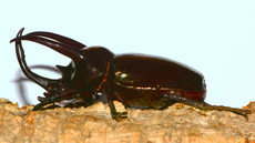 Dreihornkäfer (05).jpg